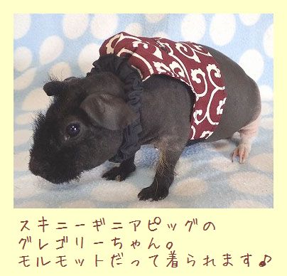 フェレット洋服・どろぼうさんベスト・スキニーモルモット