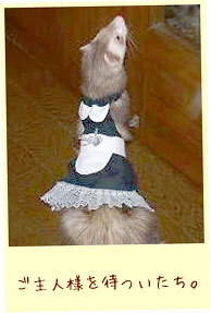 フェレットの洋服・ウェイトレス・黒・フェレット