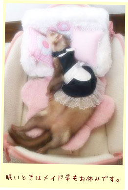 フェレットの洋服・ウェイトレス・黒・フェレット２