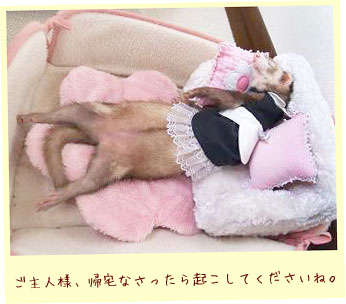 フェレットの洋服・ウェイトレス・黒・フェレット３