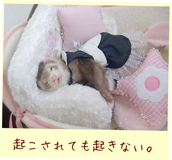 フェレットの洋服・ウェイトレス・黒・フェレット４