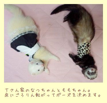 フェレットの洋服・ウェイトレス・黒・フェレット４