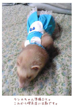 フェレットの洋服・ウェイトレス・水色・フェレット