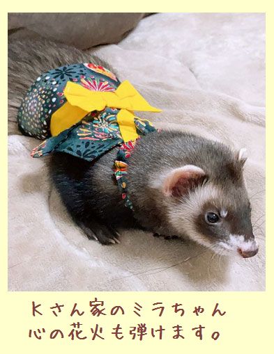 フェレット着物・そで浴衣・黒花火２