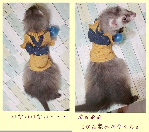 フェレット着物・とんぼ茶色・マネキンさん