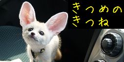 きつめのきつね mobile