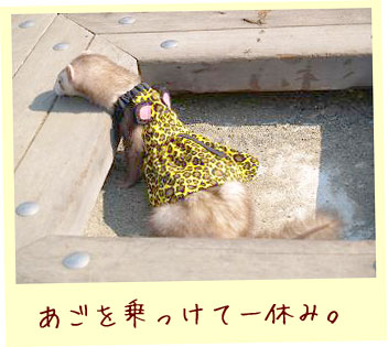 フェレットの変身・タイガーいたち・黄色・フェレット１