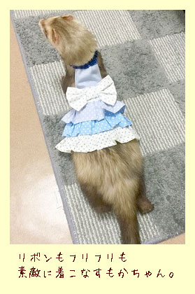 フェレットの洋服・服・お姫様・ふりふり水玉・青１